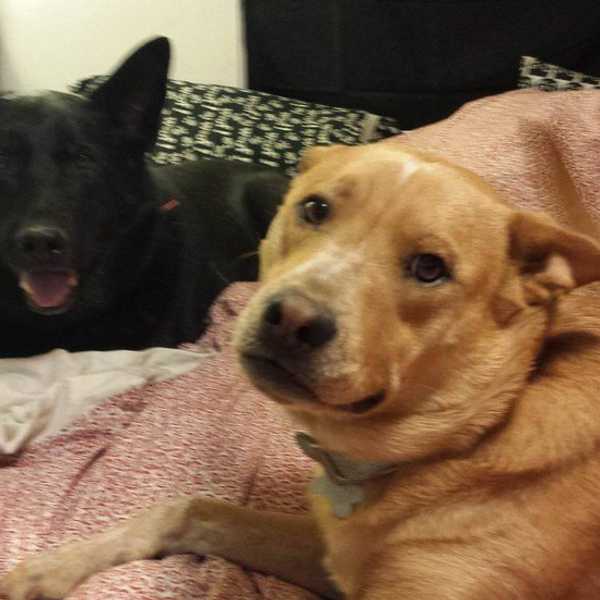 Two Barks Are Better Than One