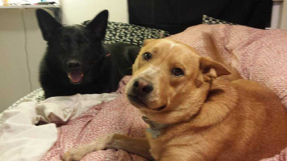 Two Barks Are Better Than One