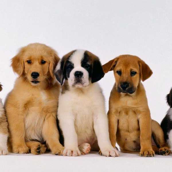 8 Reasons I'm A Dog Person