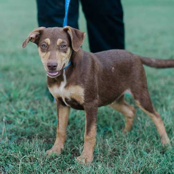 Reasons To Consider Fostering An Animal