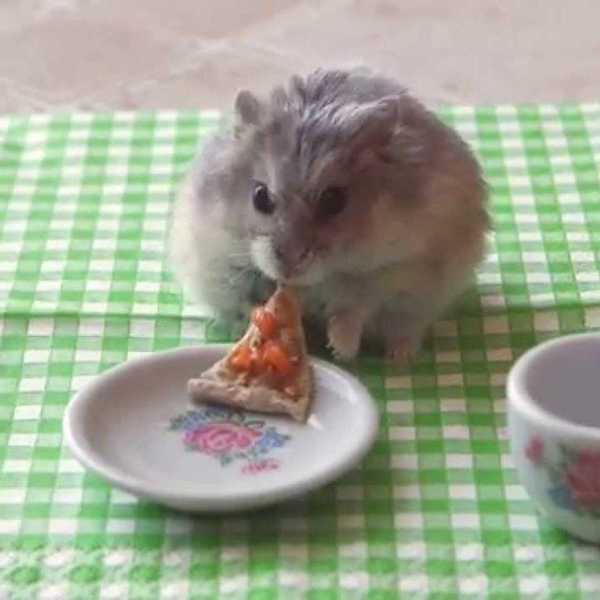 Why All College Students Need Hamsters