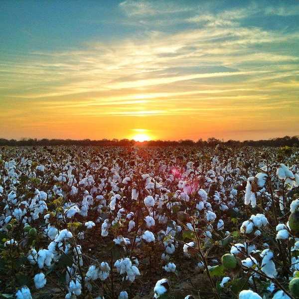 Oh Mississippi Delta, There Is No Place I'd Rather Call Home