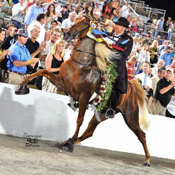 It's More Than A Horse Show: The Tennessee Walking Horse National Celebration
