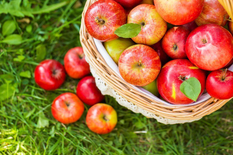 Why Apple Picking Is The Best Way To Kick Off Fall