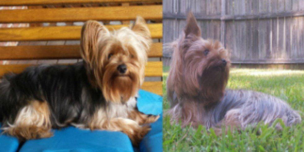 11 Signs You're A Dog Mom