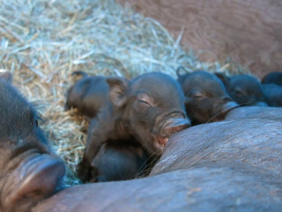 To Eat Meat, Or Not To Eat Meat