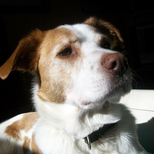 Lessons From A Life With A Dog