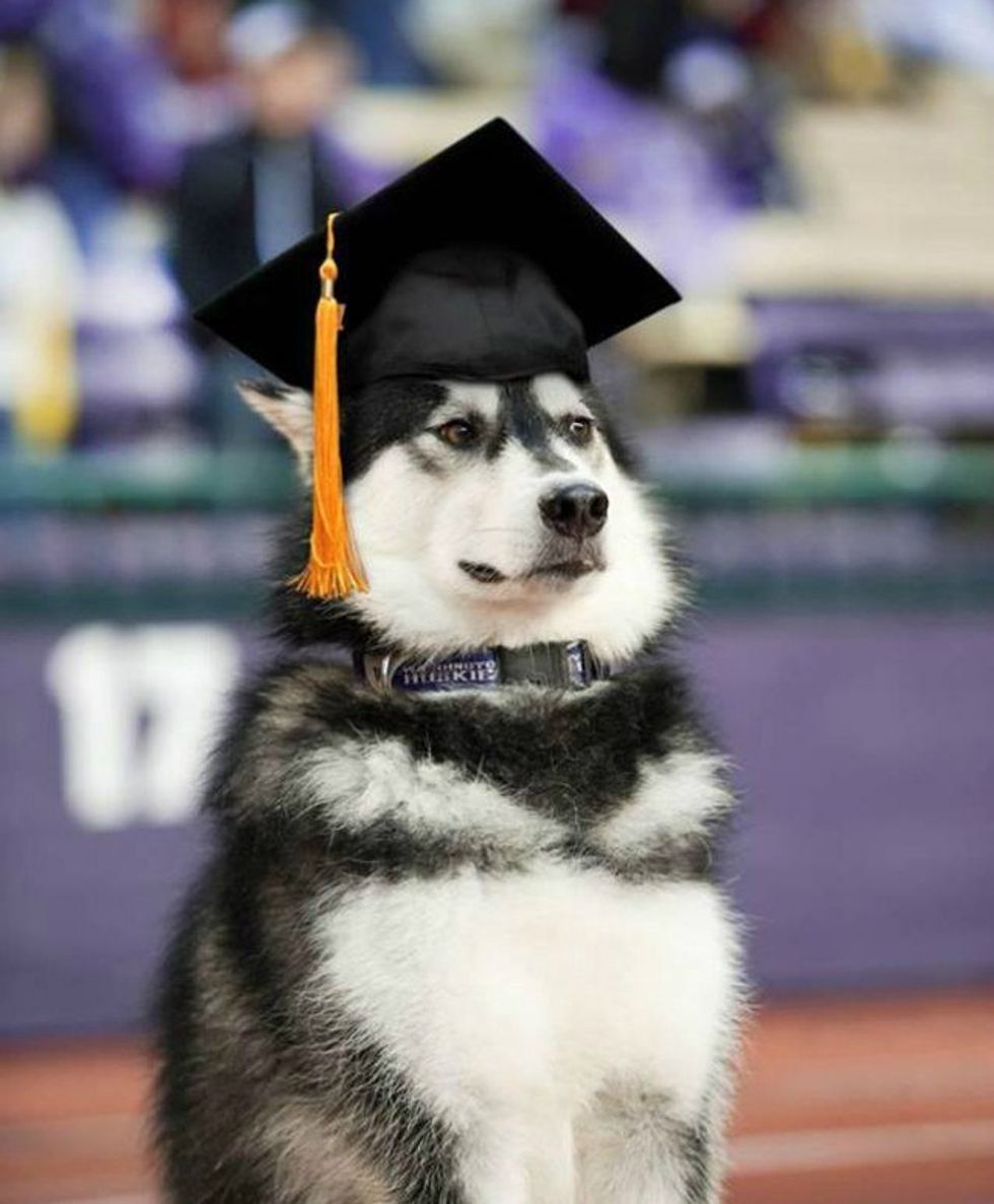 On Seeing A Dog In College