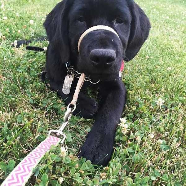12 Reasons Dogs Are The Best Thing In The World