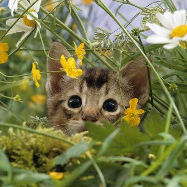 6 Reasons Cats Are THE Best
