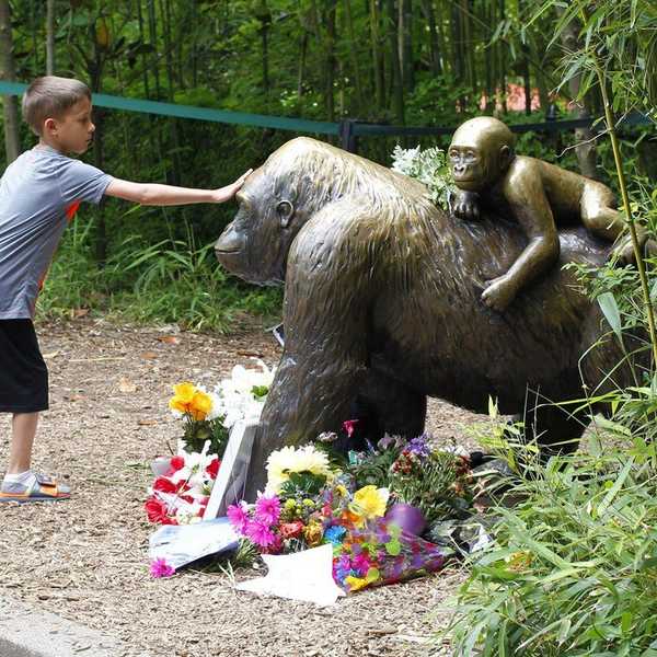 A Fatal Gorilla Shooting In Cincinnati