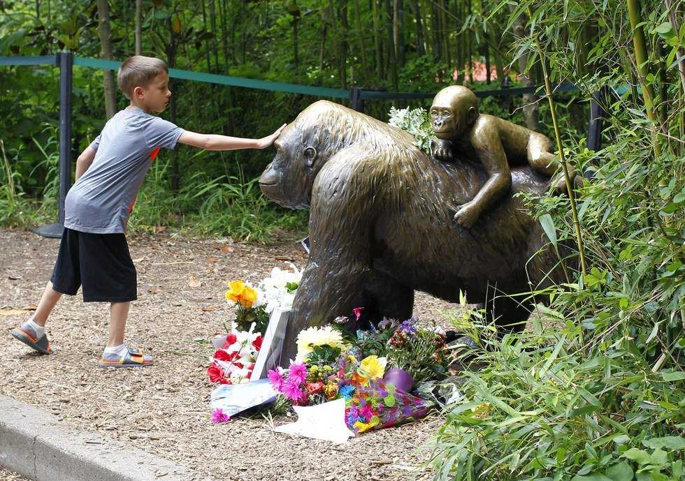 A Fatal Gorilla Shooting In Cincinnati