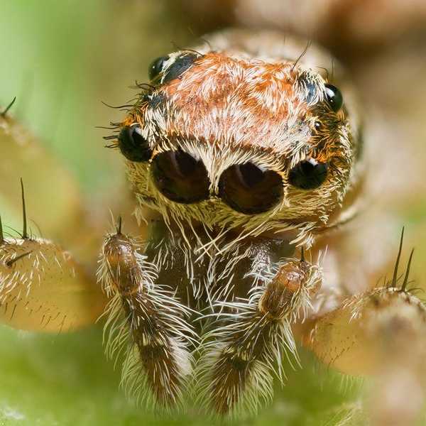I Hallucinate Seeing Massive Spiders