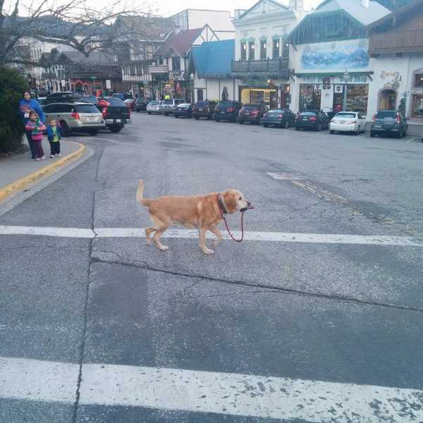 The Meaning Of Adulting