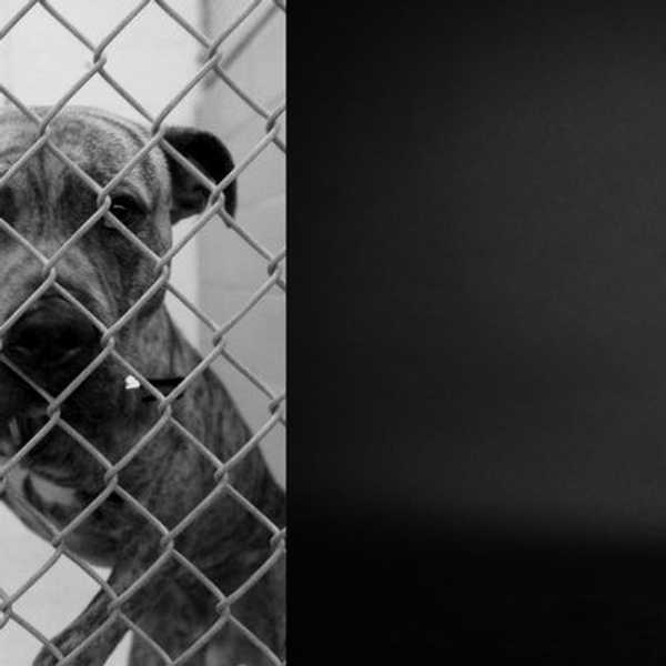 Adopting A Pet Could Save Their Life AND Yours