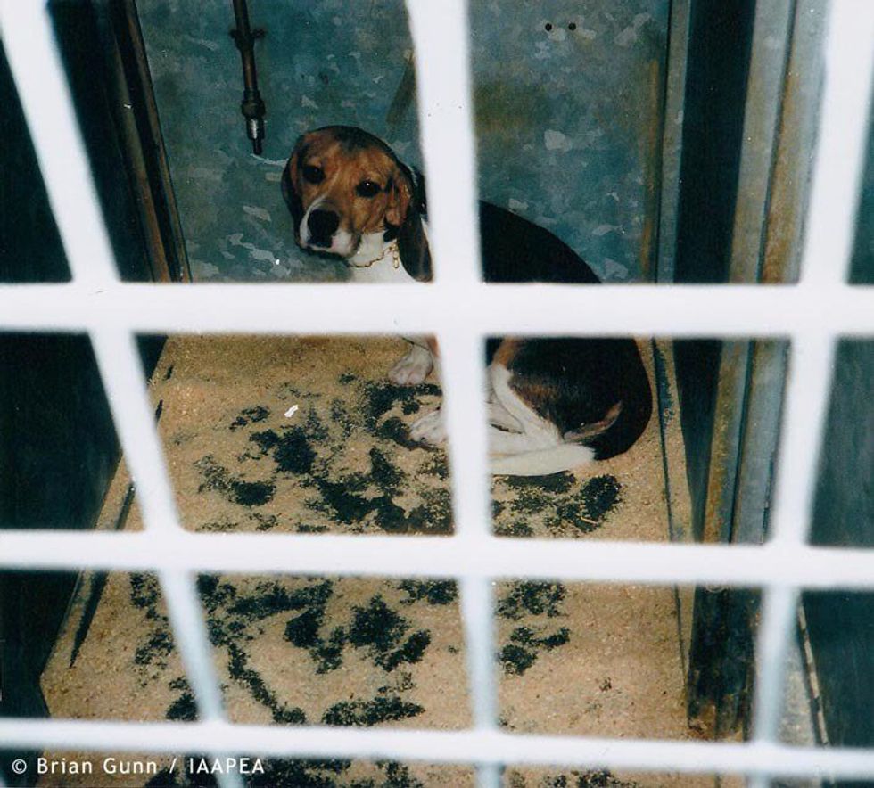 10 Amazing Cruelty-Free Makeup Brands