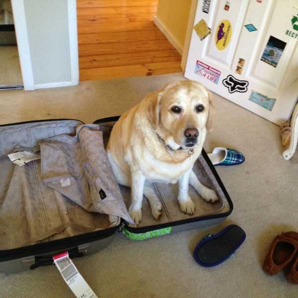 Saying 'See You Soon' To Your Dog