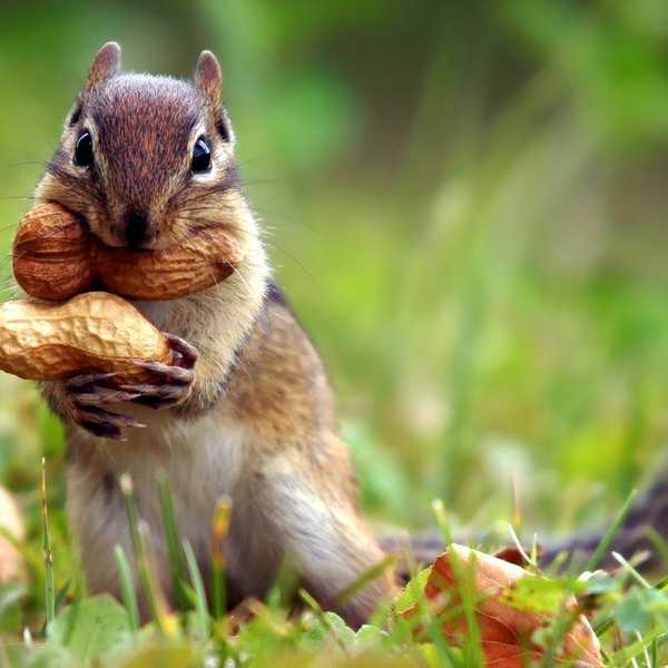 9 Inspiring Messages From Cute Baby Animals