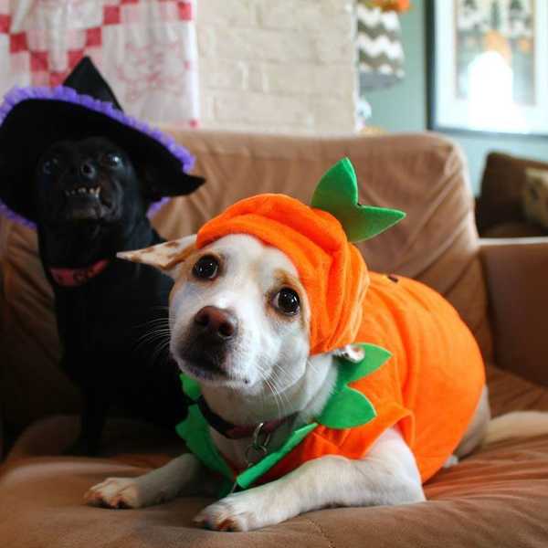 What Happens When Your Dogs Are Your Best Friends