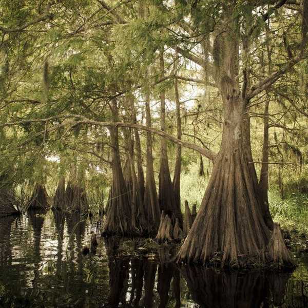 15 Signs You're From Louisiana