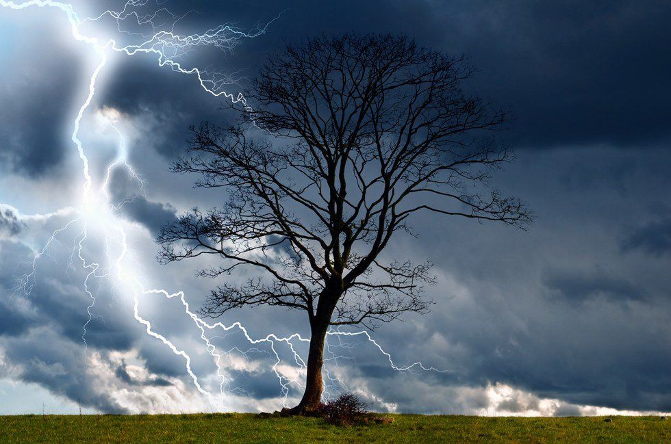 "Storms Make Trees Take Deeper Roots"