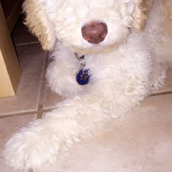 8 Reasons Why Dogs Make The Best Pets