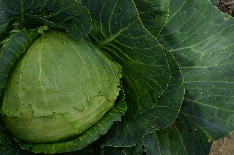Genetically Modified Organisms: Death In A Package?