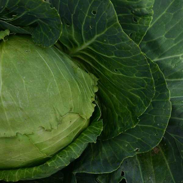 Genetically Modified Organisms: Death In A Package?