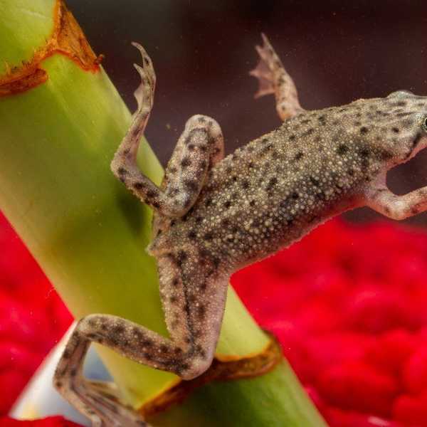 A Definitive Ranking Of Childhood Pets