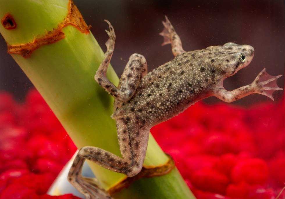 A Definitive Ranking Of Childhood Pets