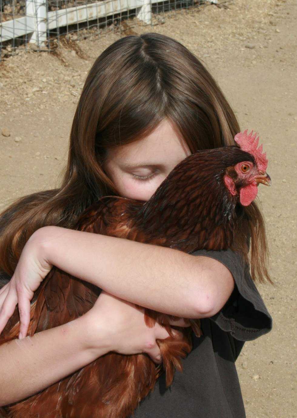 Which Came First, The McNugget Or The Chicken?