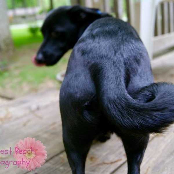 10 Signs You're A Crazy Dog Mom