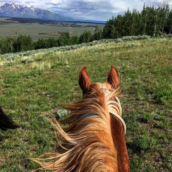Why You're The Problem And Not The Horse