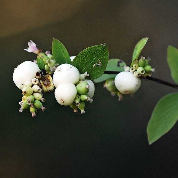 Poison Berries And Alcohol In The Palm Of Your Hands