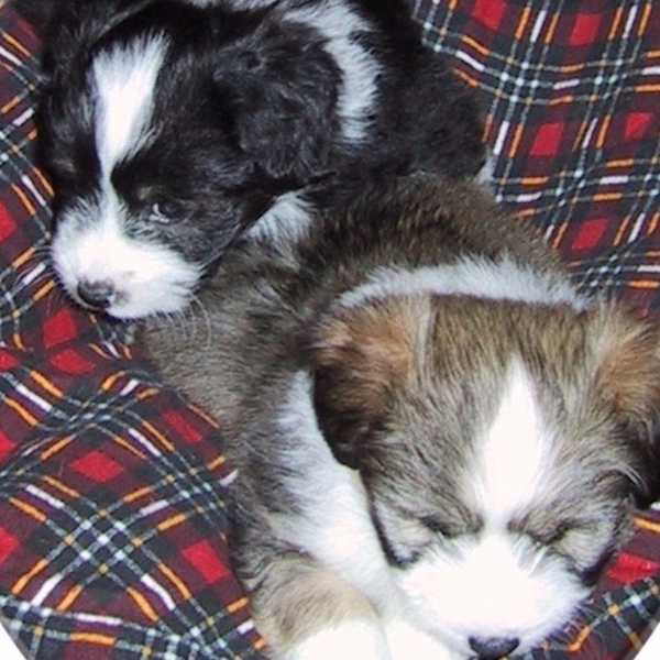 What It's Like To Lose A Childhood Pet