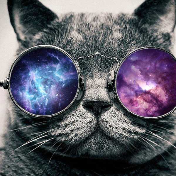 Why Cats Need To Be Loved By More People