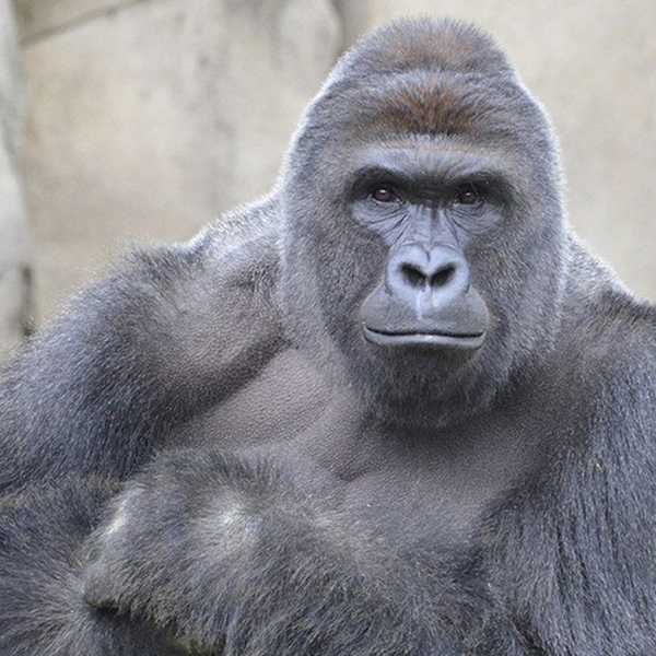 Top 12 Harambe Memes