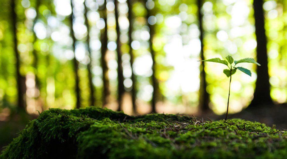 Ways Anyone Can Help The Environment