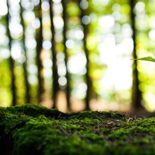 Ways Anyone Can Help The Environment