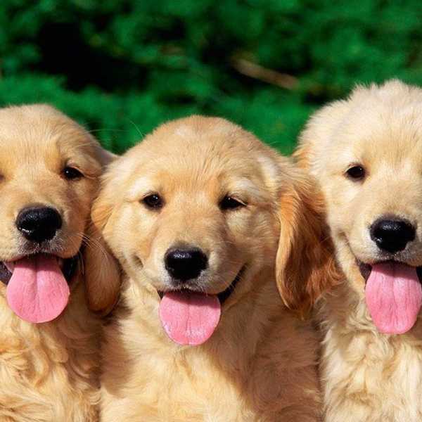 What Dogs Teach Us About Life