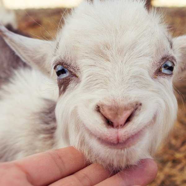 Why Goats Are the "Baa-st"!