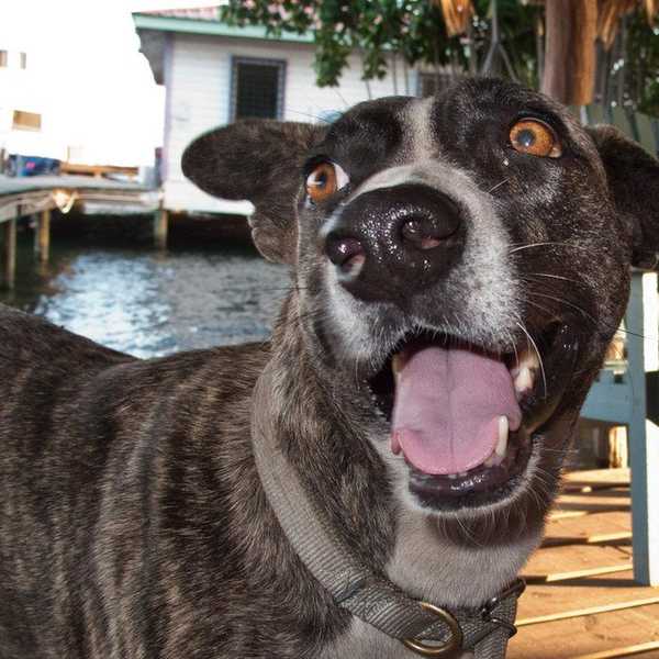 5 Ways Having A Boyfriend Is Like Having A Dog