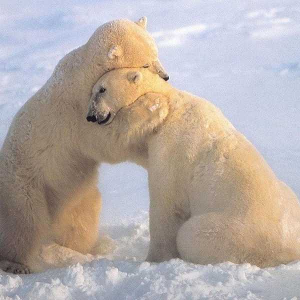 Animal Therapy To Make Any Bad Day Better