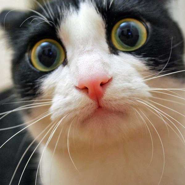 5 Struggles Every Cat Owner Understands