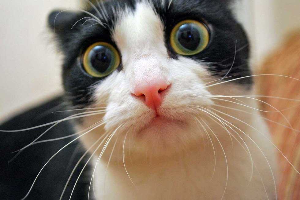 5 Struggles Every Cat Owner Understands