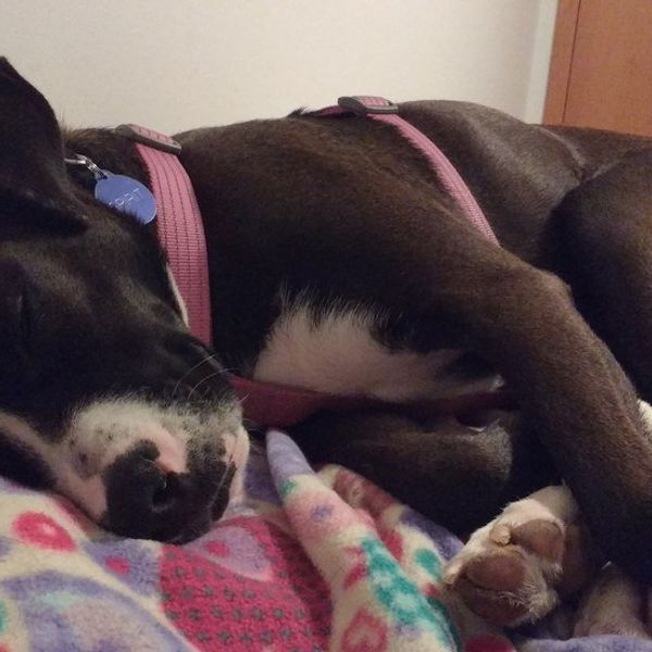 An Open Letter To My Emotional Support Animal