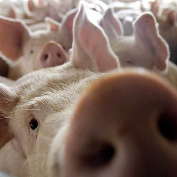 6 Life Lessons On The Farm