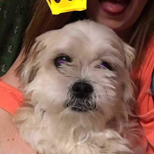 My Dog is My Best friend