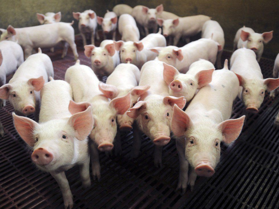 Are We Unaware Of Our Own Speciesism?