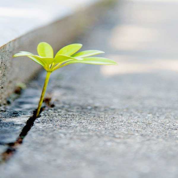 Hopeful Persistence Is Even More Powerful Than You Think
